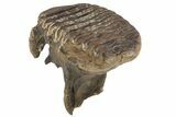 Juvenile Mammoth Molar - Siberia #227421-2